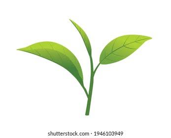 ক্লোন টি (চা গবেষণা ইনস্টিটিউট) শ্রীমঙ্গল - Image 5